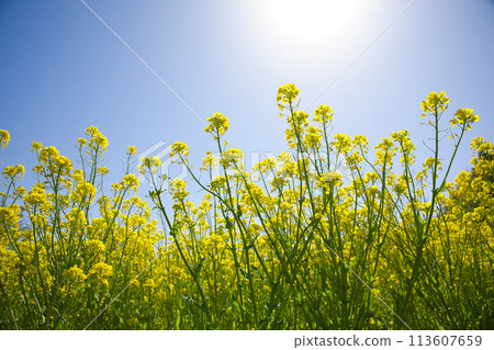 Rape blossoms 113607659