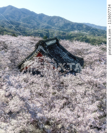 Amabiki Kannon with cherry blossoms in full bloom 113607734