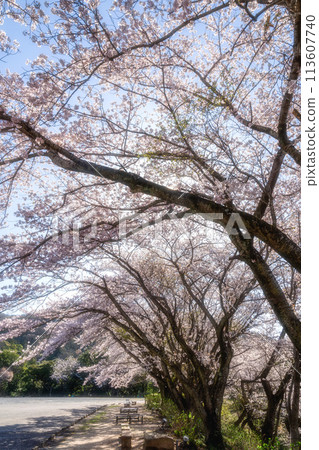 Amabiki Kannon with cherry blossoms in full bloom Amabiki Kannon with cherry blossoms in full bloom 113607740