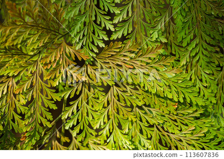 Ferns leaves pattern, Green nature background 113607836