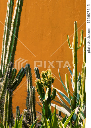 Cactus and succulent plant with yellow wall in summer season Cactus and succulent plant with yellow wall in summer season 113607843