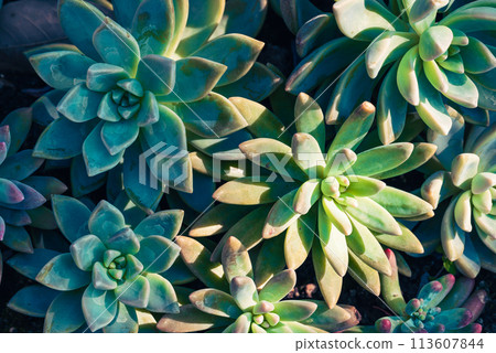 Decoration succulent plant in ornamental garden 113607844