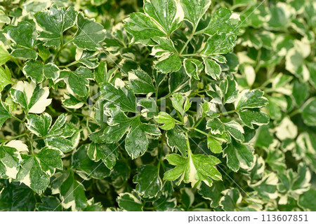 Bicolor polyscias plant growing in garden, Green leaves nature background Bicolor polyscias plant growing in garden, Green leaves nature background 113607851
