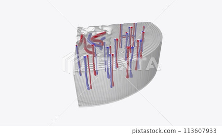 Although bones are very hard organs, they also have a dense network of blood vessels inside them where the bone marrow Although bones are very hard organs, they also have a dense network of blood vessels inside them where the bone marrow 113607933