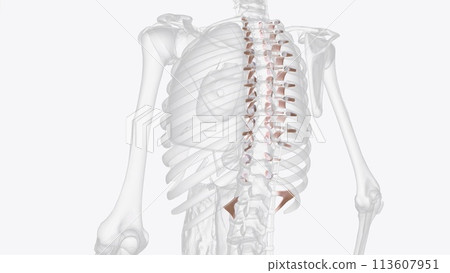 Connective tissue of costovertebral joints 113607951