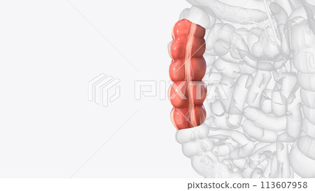 The descending colon is a part of the large intestine The descending colon is a part of the large intestine 113607958