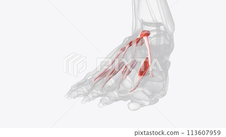Dorsal muscles of right foot 113607959