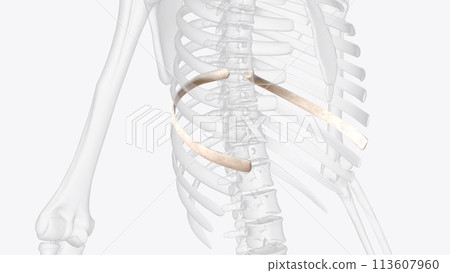 one of the bones forming the human rib cage. rib 8; 8th rib one of the bones forming the human rib cage. rib 8; 8th rib 113607960