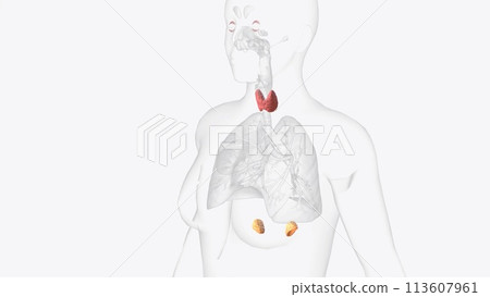 The endocrine system is made up of organs called glands 113607961