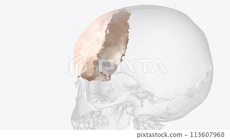 The frontal bone in an adult is an unpaired bone that is a part of the boney structure that forms the anterior 113607968