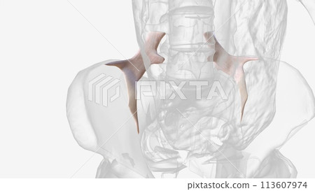 The iliolumbar ligament is a strong band of connective tissue and one of the three vertebropelvic ligaments 113607974