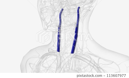 The internal jugular vein is a paired jugular vein that collects blood from the brain and the superficial parts of the face and neck 113607977