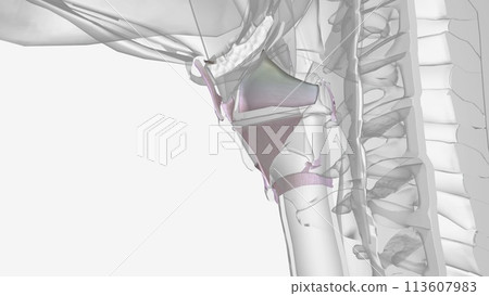 Ligaments of the head and neck 113607983