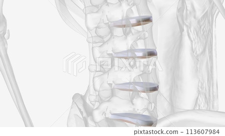 The lumbar intervertebral discs are the thickest compared to other spinal regions 113607984
