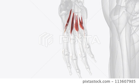 Lumbrical muscles of right hand Lumbrical muscles of right hand 113607985