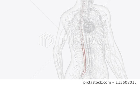 The radicular arteries arise from anterior cervical arteries, thoracic aorta, and lumbar arteries 113608013