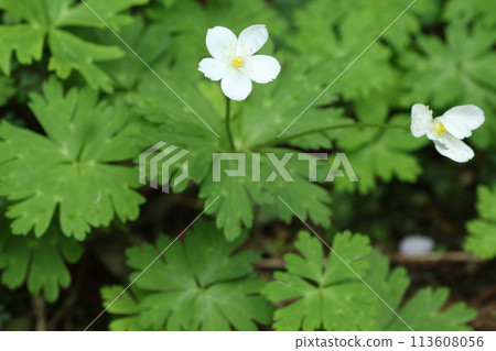 春天在山區潮濕的地方開花的毛茛科白色、鬆弛的海葵 113608056