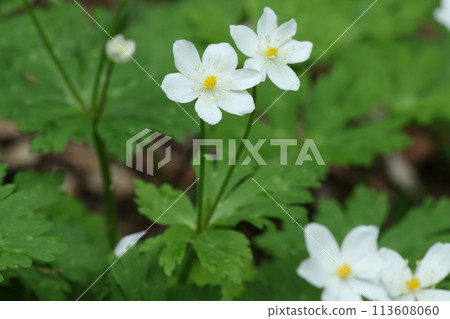 White, flaccid anemone of the Ranunculaceae that blooms in spring in a damp place in the mountains White, flaccid anemone of the Ranunculaceae that blooms in spring in a damp place in the mountains 113608060