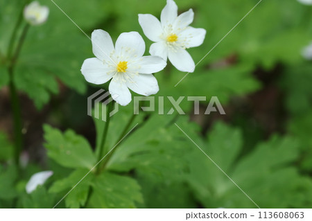 春天在山區潮濕的地方開花的毛茛科白色、鬆弛的海葵 113608063
