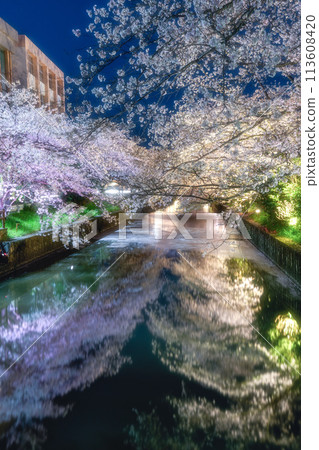 Cherry blossoms in full bloom at Shinkawa in Tsuchiura City 113608420