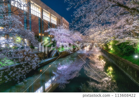 Cherry blossoms in full bloom at Shinkawa in Tsuchiura City 113608422