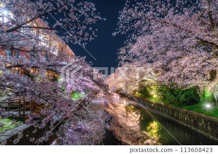 Cherry blossoms in full bloom at Shinkawa in Tsuchiura City Cherry blossoms in full bloom at Shinkawa in Tsuchiura City 113608423