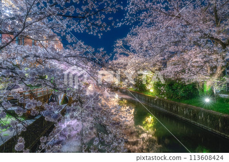 Cherry blossoms in full bloom at Shinkawa in Tsuchiura City Cherry blossoms in full bloom at Shinkawa in Tsuchiura City 113608424