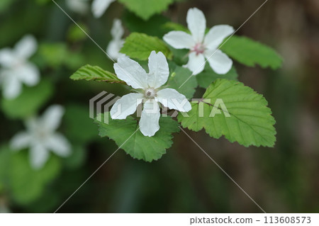 Pure white flowers that bloom in spring, Igai strawberry Pure white flowers that bloom in spring, Igai strawberry 113608573