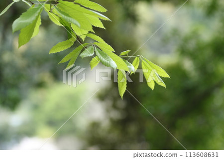 Quercus sprout Quercus sprout 113608631