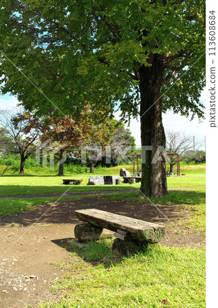 A bench in a sunny, deserted green park 113608684