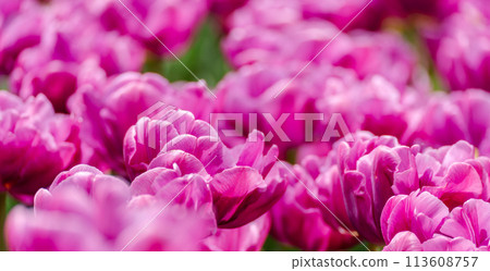 Pink tulips spring blossoming, bokeh flower background, pastel and soft floral card, selective focus Pink tulips spring blossoming, bokeh flower background, pastel and soft floral card, selective focus 113608757