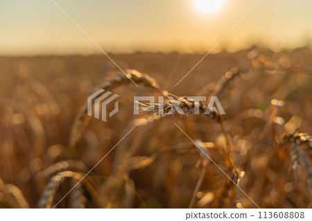 Wheat field background of ripening ears of wheat field. Rural landscapes under bright sunlight. Rich harvest concept. Wheat field background of ripening ears of wheat field. Rural landscapes under bright sunlight. Rich harvest concept. 113608808