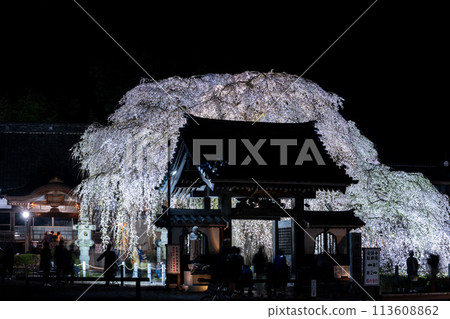 Illumination of cherry blossoms at Ankokuji Temple in Mito, Ibaraki Prefecture 113608862