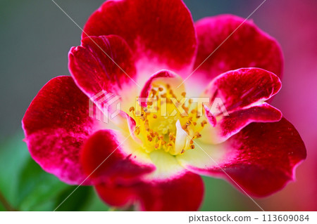 Red rose flower close-up 113609084