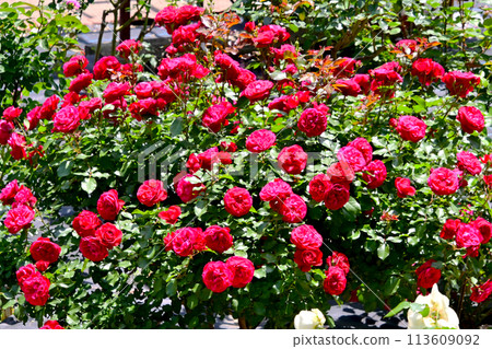 Beautiful red roses in the rose garden at Nishiyama Park 113609092