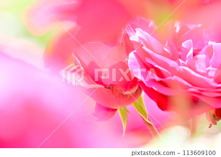粉紅玫瑰花朵特寫 113609100