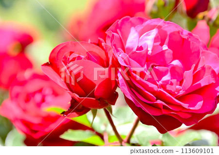 玫瑰園裡的紅玫瑰花 113609101