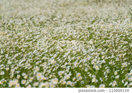 Daisy Chamomile background. Beautiful nature scene with blooming chamomilles in sun flare. Sunny day. Summer flowers. Daisy Chamomile background. Beautiful nature scene with blooming chamomilles in sun flare. Sunny day. Summer flowers. 113609139