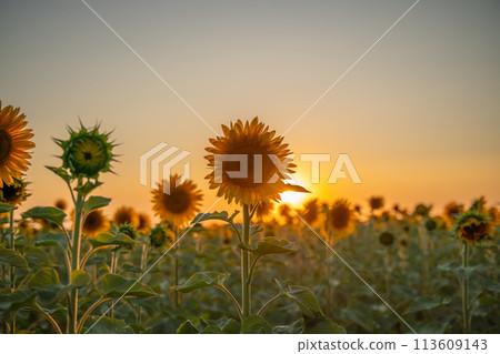 Field sunflowers in the warm light of the setting sun. Summer time. Concept agriculture oil production growing. Field sunflowers in the warm light of the setting sun. Summer time. Concept agriculture oil production growing. 113609143