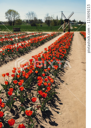 Rows of Tulip flowers blooming in the garden field landscape. Stripped tulips in a row growing in flourish meadow sunny day Keukenhof. Beautiful spring garden with many red tulips outdoors. Blooming Rows of Tulip flowers blooming in the garden field landscape. Stripped tulips in a row growing in flourish meadow sunny day Keukenhof. Beautiful spring garden with many red tulips outdoors. Blooming 113609215