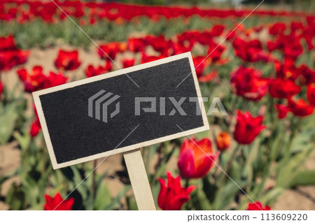 Empty blackboard copy space for your text. Tulip flowers blooming in the garden field landscape. Stripped tulips growing in flourish meadow sunny day Keukenhof. Beautiful spring garden with many red 113609220