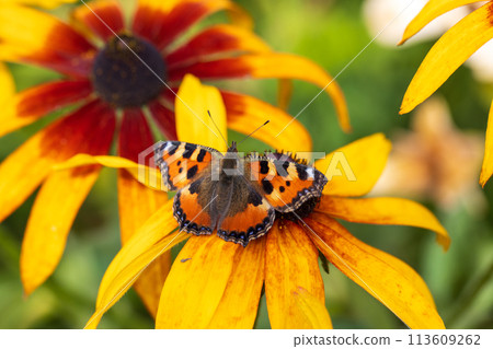 Butterfly Peacock Eye sits on a yellow rudbeckia flower 113609262