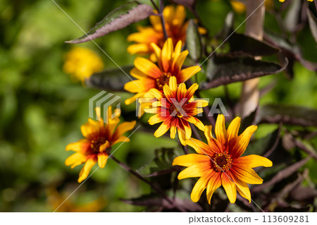 The red and orange false sunflower, Heliopsis helianthoides 'Bleeding Hearts' in bloom. 113609281