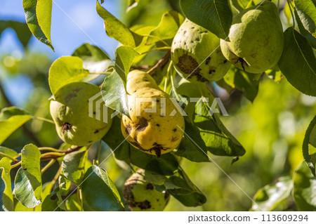 Pear fruits affected by apple scab Venturia inaequalis. Problems with the garden 113609294