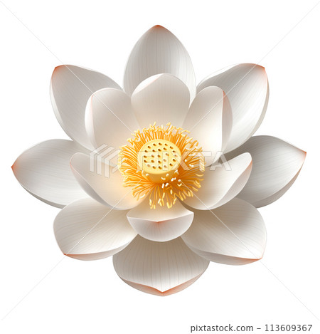 White lotus flower illustration with a detailed, textured center, presented in a realistic style. Transparent background 113609367