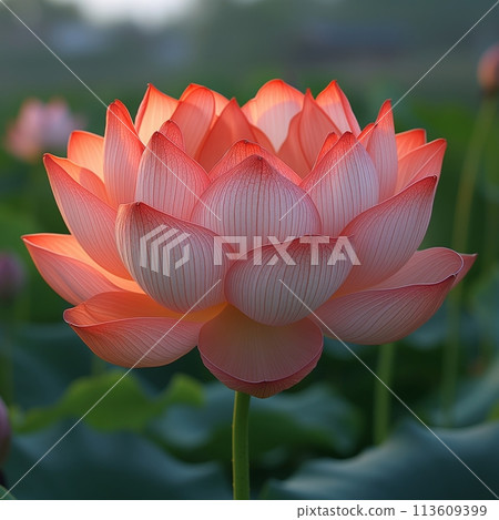 Close-up of an orange lotus flower in bloom, its petals delicately translucent with visible veins, set against a blurred green background 113609399