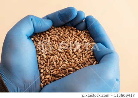 Close-up of a handful of wheat seeds in hands Close-up of a handful of wheat seeds in hands 113609417