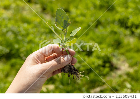 A hand holds a young swan weed plant. Atriplex patula A hand holds a young swan weed plant. Atriplex patula 113609431