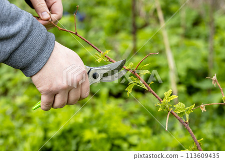 A gardener manually cuts a raspberry bush with a bypass pruner. Pruning of raspberry and blackberry bushes with bypass secateurs. Dacha and vegetable garden, gardening, bush care. A gardener manually cuts a raspberry bush with a bypass pruner. Pruning of raspberry and blackberry bushes with bypass secateurs. Dacha and vegetable garden, gardening, bush care. 113609435