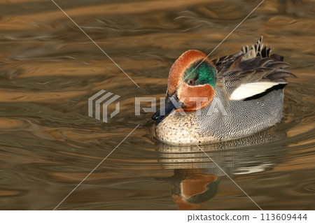 A small duck, the teal, that migrates to Japan as a winter bird. A small duck, the teal, that migrates to Japan as a winter bird. 113609444